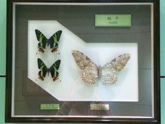 -上海昆虫博物馆