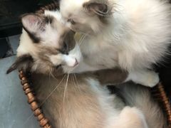 -松果猫咖(桐乡吾悦金街店)