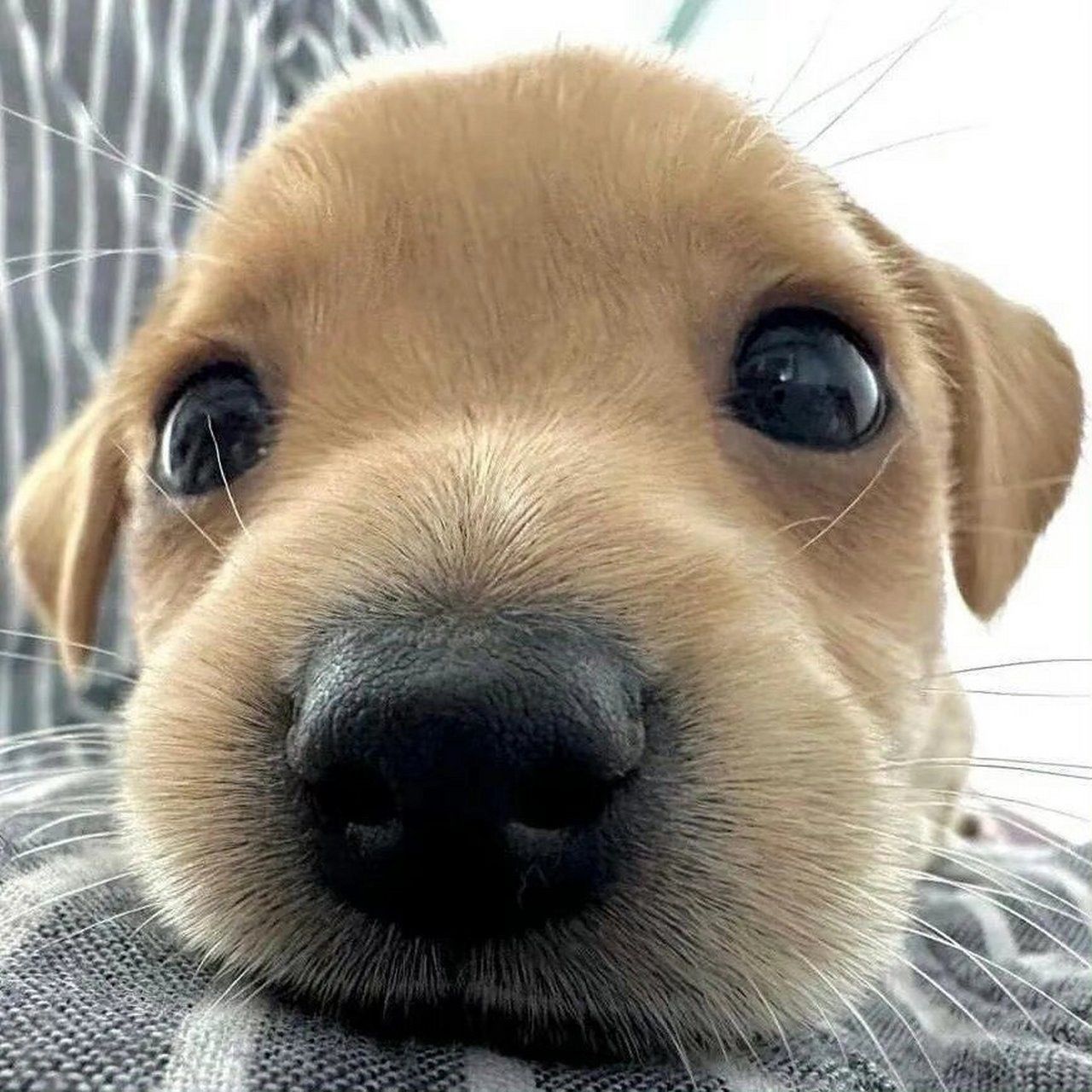 狗子的鼻子怎么总是湿湿的?