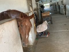 -松声马术俱乐部