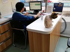小猫和周大夫-康乐宝动物医院