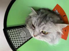 -关爱宠物医院·猫科中心·消化科(滨湖万达分院)