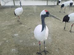-盐城丹顶鹤湿地生态旅游区