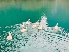 -靖西鹅泉风景区
