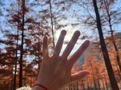 -小芝红树林