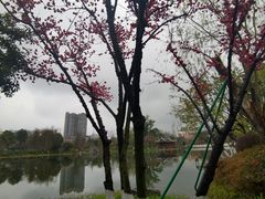 -北湖公园