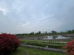 -水八仙生态园