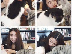 -吉丁鸟咖·异宠·寄养
