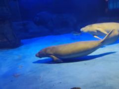 -烟台海昌鲸鲨海洋公园