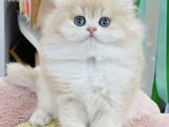 -小猫来了·猫咪专售(红山六九七九店)