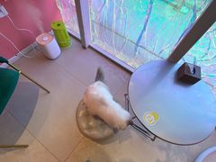 -藏猫猫咖啡主题馆(中央大道店)