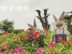 -荷兰花海