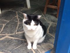 -Anne猫窝咖啡屋