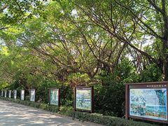 -大湾区中央湿地公园