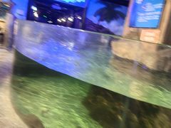 -萌宠奇缘(荣鼎店)