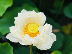 -黄兴公园