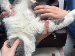 -乖乖宠物医院·猫科·骨科·24小时(云岗分院)