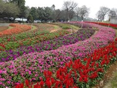 -松山湖梦幻百花洲