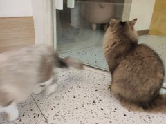 -猫域·湾主题猫咖·宠物吧(南坪城市广场店)