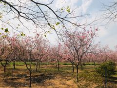 -天适樱花悠乐园