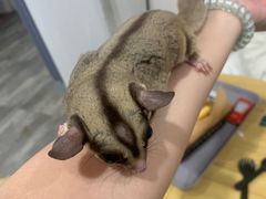 -楼上猫咖(罗湖店)