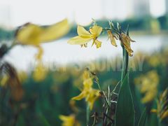 -南宁南湖公园