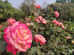 -人民公园(罗湖区)