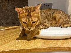 -啵啵喵·猫咖(攀华国际店)