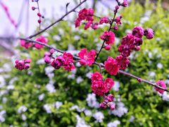 -桃花岛景观公园
