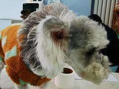 -纳吉亚猫专科动物诊疗中心(蒋宅口分院)