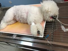 -瑞派福兴宠物医院犬猫全科·骨科·中西医结合(河东店)