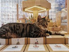 -猫的天空之城概念书店(丽江古城饮玉巷店)