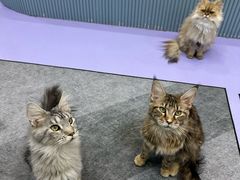 -1013 PET SHOP 宠物商店(近铁城市广场店)