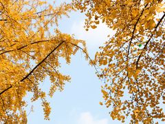 -四川大学(望江校区)