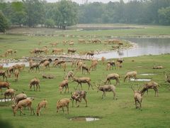 -北京麋鹿生态实验中心