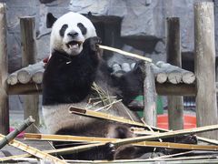-栾川竹海野生动物园