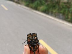 -綦江古剑山
