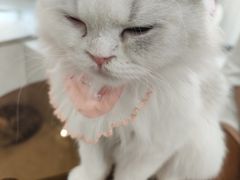 -共舞时光猫咖·狗咖(新街口店)