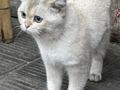 -周血旺老店