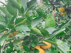 -前小桔亲子创意农场·草莓采摘·露营烧烤