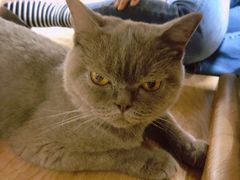 -猫和宫(六道口店)