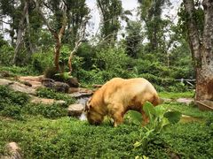 -海南热带野生动植物园