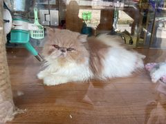 -可蒙动物医院·猫科·骨科中心(首义路店)