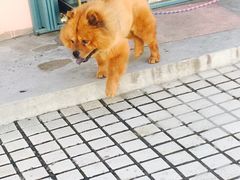 -小杨生煎(龙之梦购物中心店)