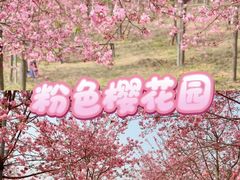 -天适樱花悠乐园