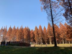 -黄海国家森林公园