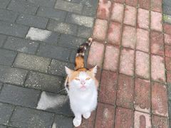 -下海庙
