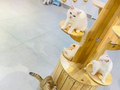 -Heymao猫咖.咖啡厅(东门店)