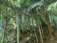 -上海佘山国家森林公园天马山园