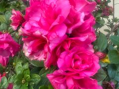 -云南师范大学(一二一西南联大校区)